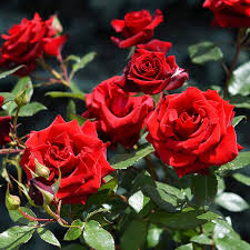 Midland (Pink Wildflower) for planting in garden